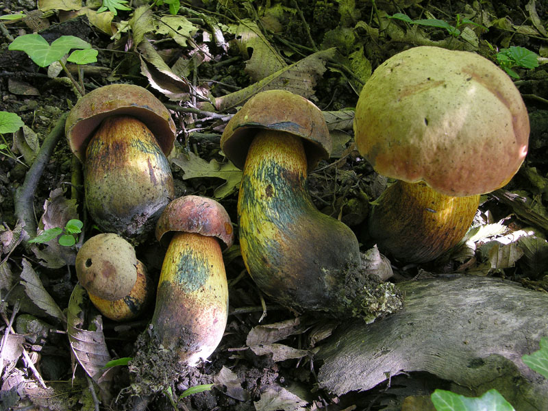 Funghi di oggi.